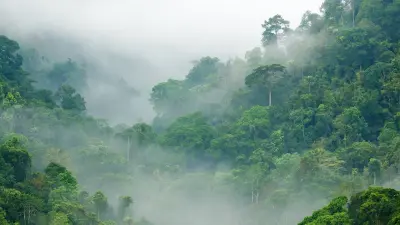 Rainforest